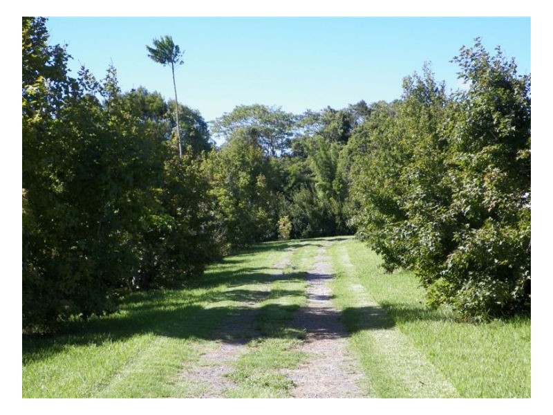Witta QLD 4552