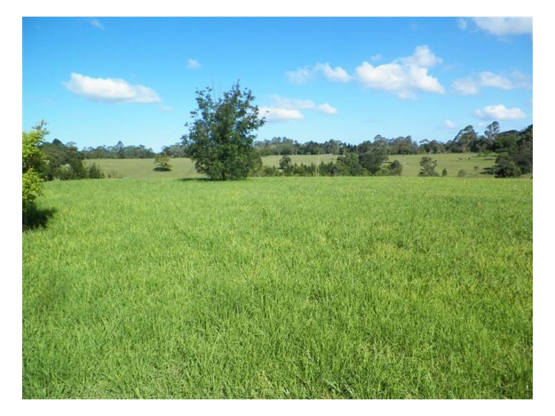 Witta QLD 4552