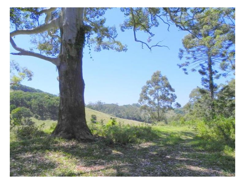 Bellthorpe QLD 4514