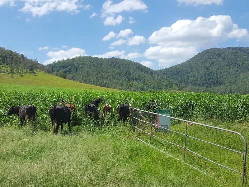 Lot 140 Cookes Road, Conondale QLD 4552