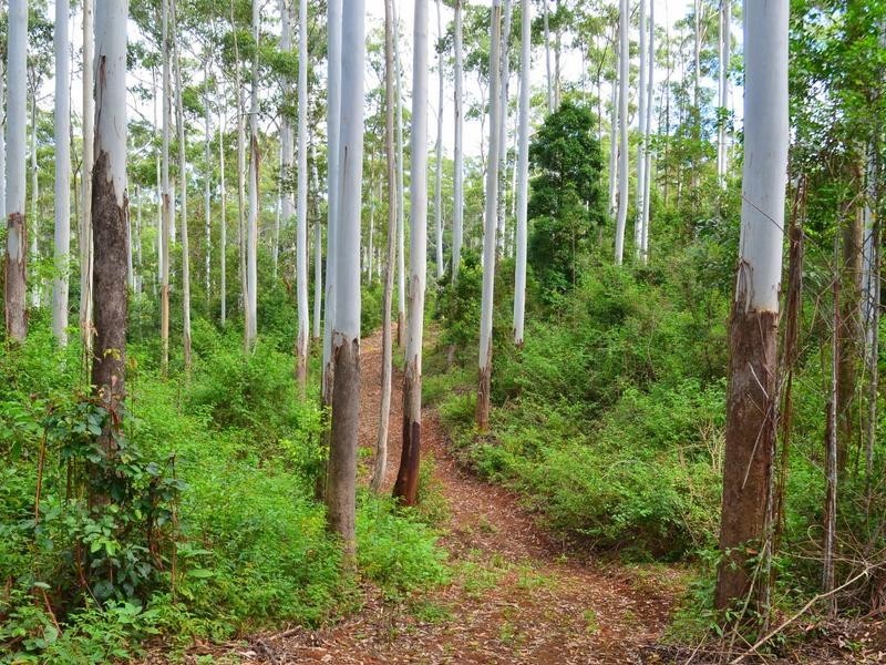 Lot 1 Willett Road, Bellthorpe QLD 4514