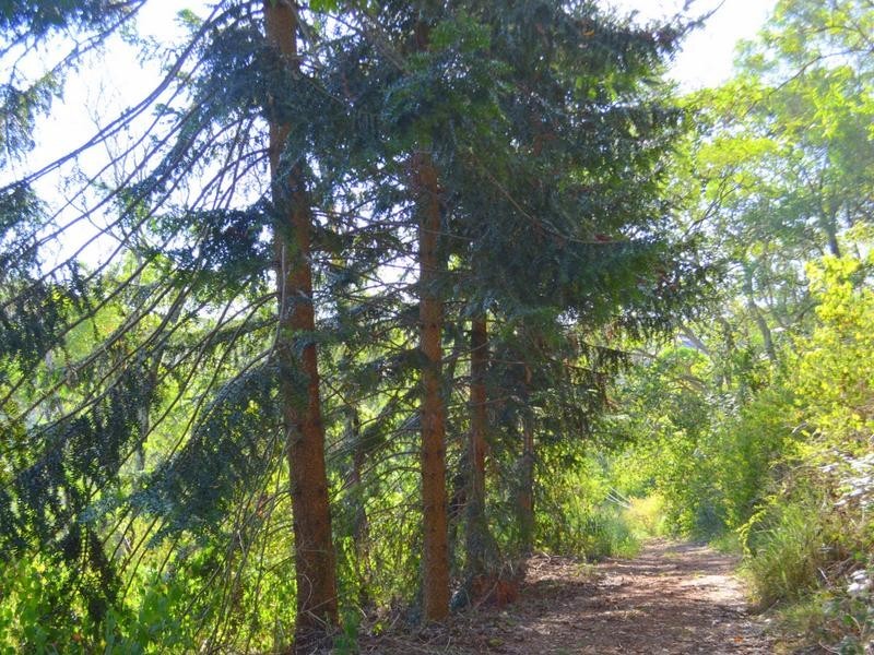 561 Clear Mountain Road, Clear Mountain QLD 4500