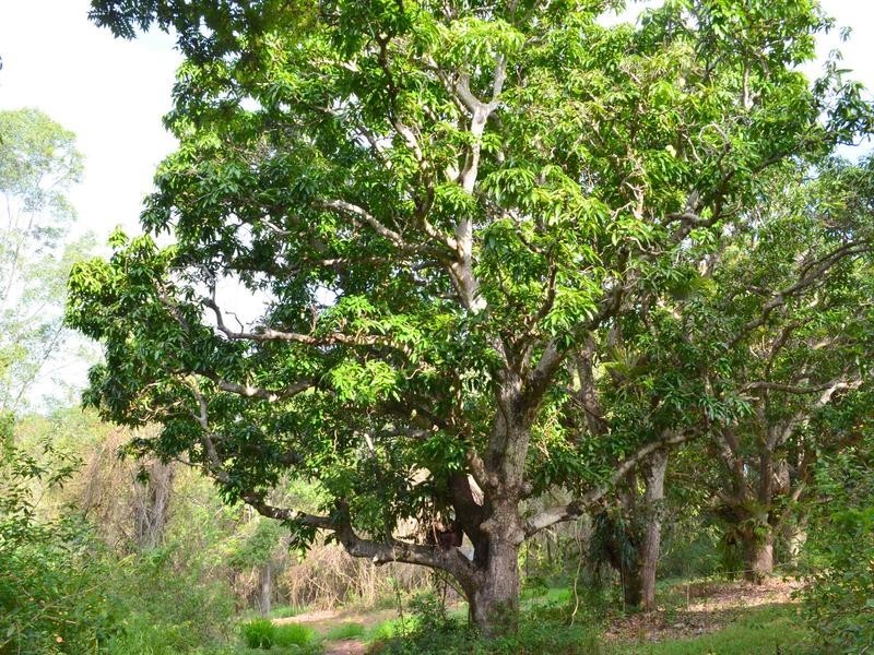 561 Clear Mountain Road, Clear Mountain QLD 4500