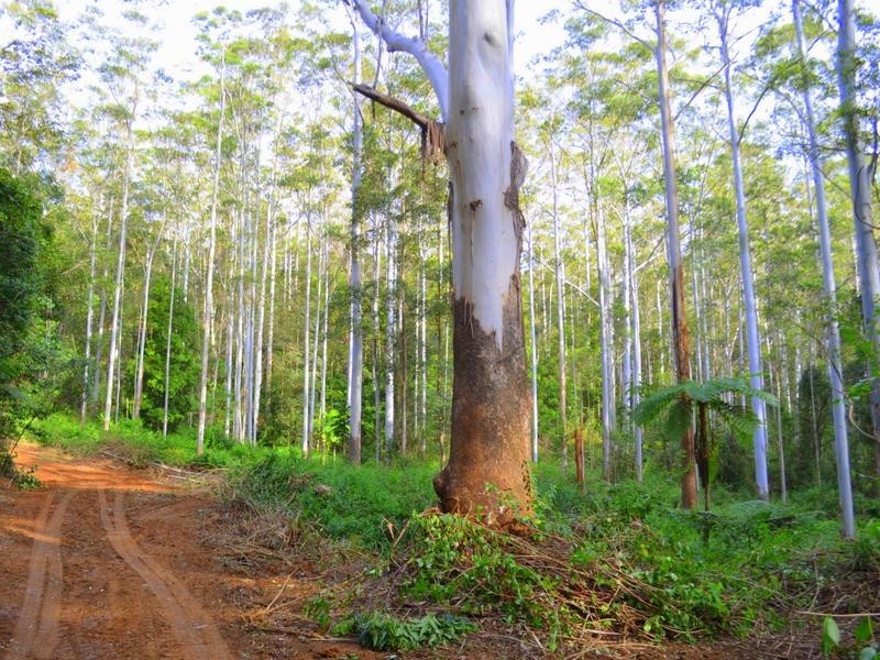 Lot 1 Willett Road, Bellthorpe QLD 4514