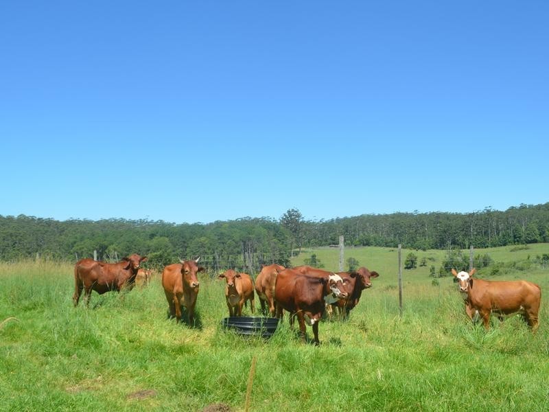 Lot 2 Willett Road, Bellthorpe QLD 4514