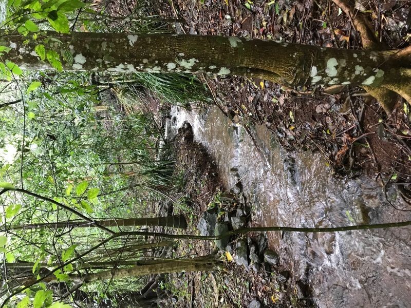 20 Palm Street, Maleny QLD 4552