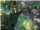 275 Harper Creek Road, Conondale QLD 4552