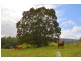 201 Aherns Road, Conondale QLD 4552