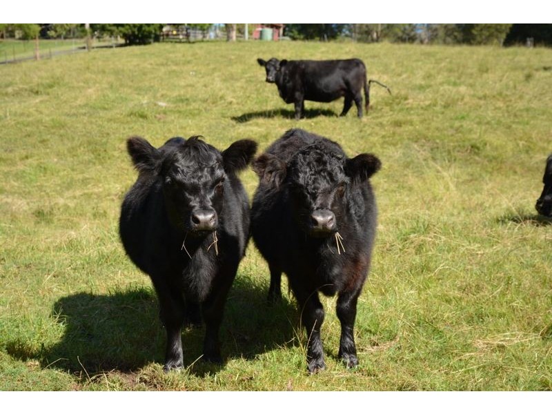 80 Ekert Road, Curramore QLD 4552