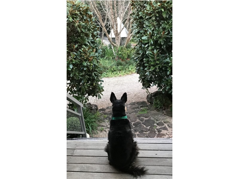 87 Balmoral Road, Montville QLD 4560