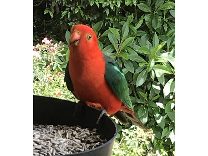 87 Balmoral Road, Montville QLD 4560