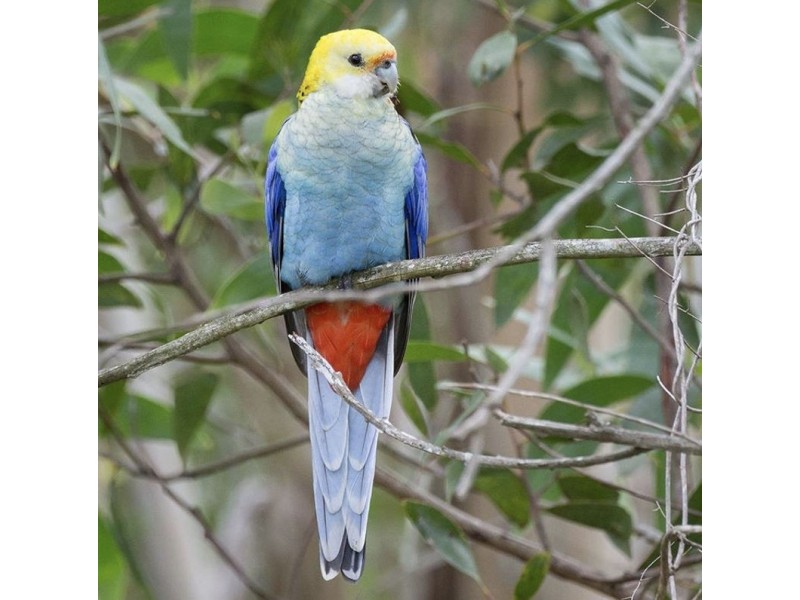 87 Balmoral Road, Montville QLD 4560