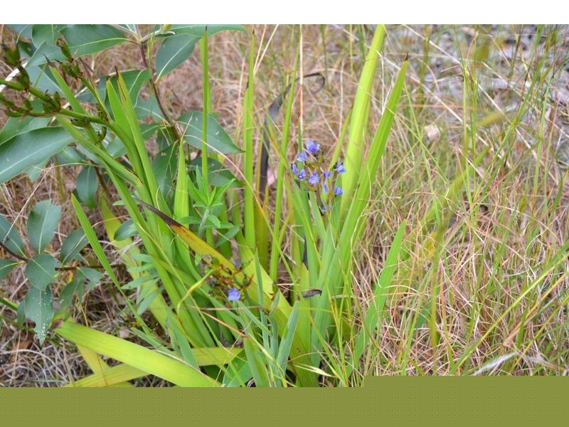 299 Corks Pocket Road, Reesville QLD 4552