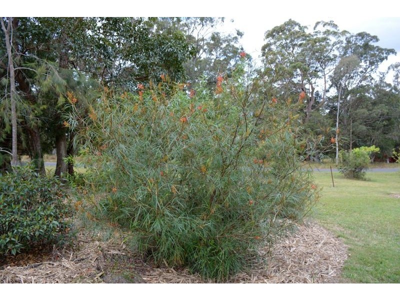 299 Corks Pocket Road, Reesville QLD 4552