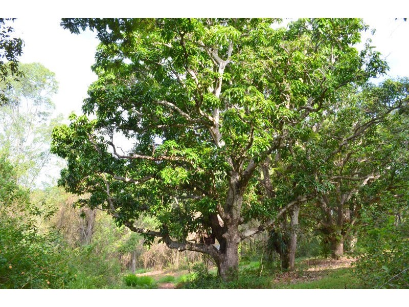561 Clear Mountain Road, Clear Mountain QLD 4500