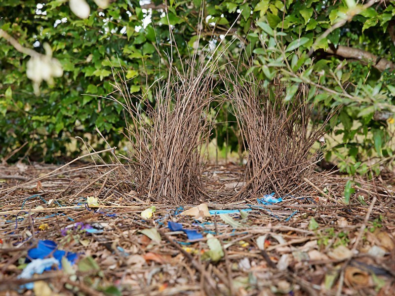 484 Reesville Road, Reesville QLD 4552