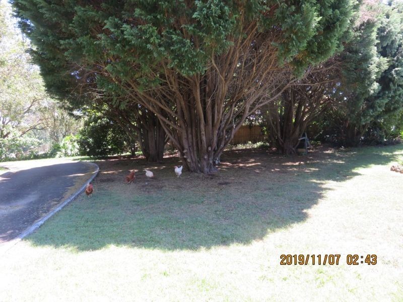 Maleny QLD 4552