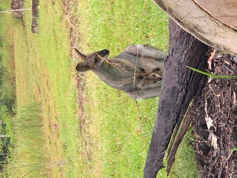 275 Corks Pocket Road, Reesville QLD 4552