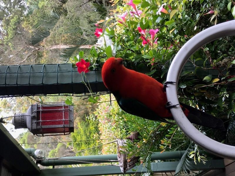 275 Corks Pocket Road, Reesville QLD 4552