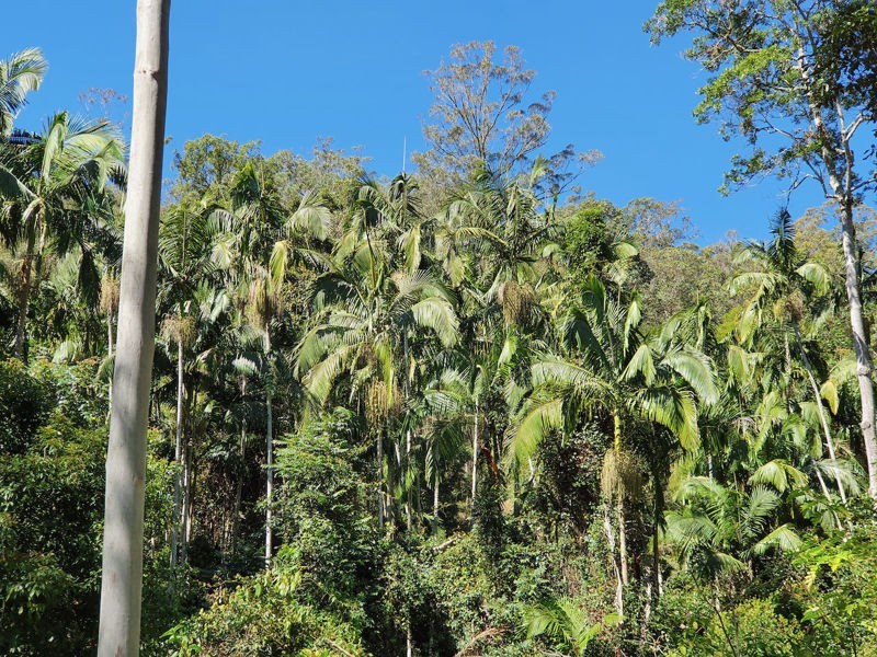 Lot 486 Goodla Rd Sandy Creek /Bellthorpe, Sandy Creek QLD 4515