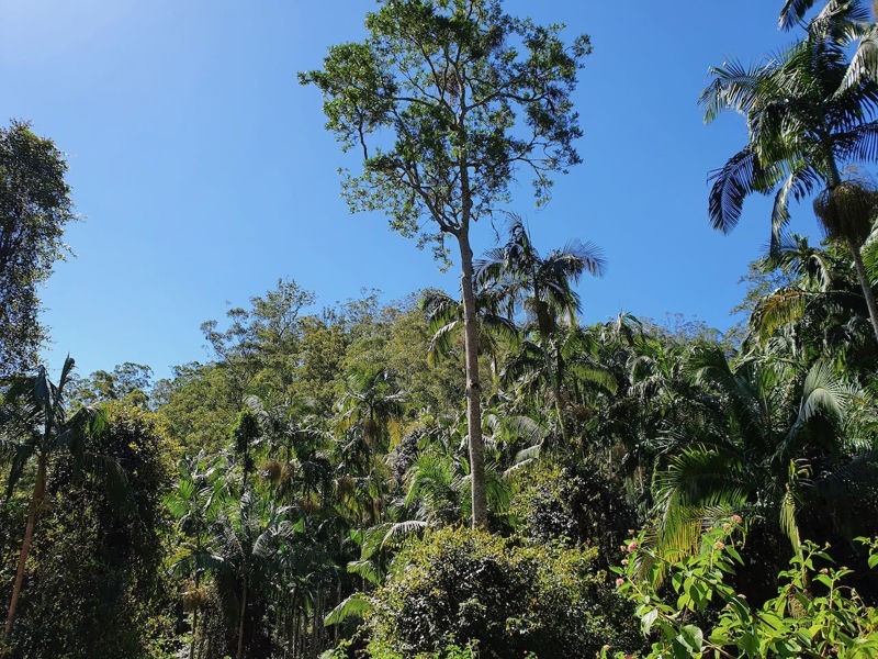 Lot 486 Goodla Rd Sandy Creek /Bellthorpe, Sandy Creek QLD 4515