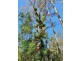 Lot 2 & 289 Bellthorpe West Road, Bellthorpe QLD 4514