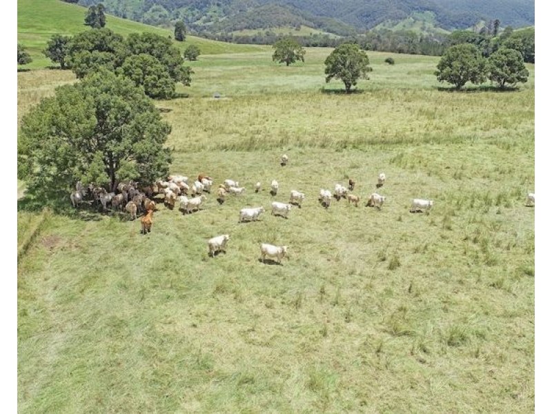 2054 Maleny Kenilworth Road, Conondale QLD 4552