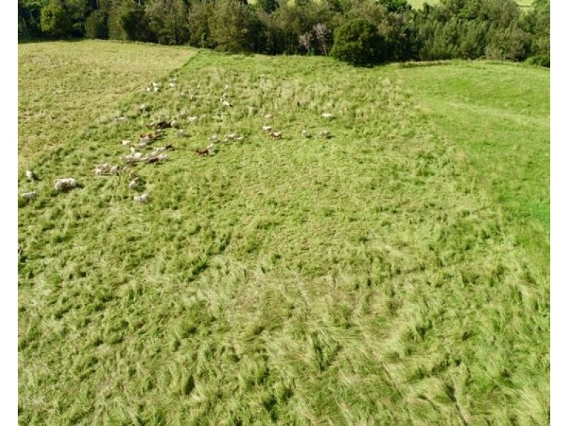 2054 Maleny Kenilworth Road, Conondale QLD 4552