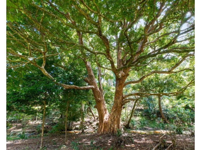 61 Burgess Avenue, Maleny QLD 4552