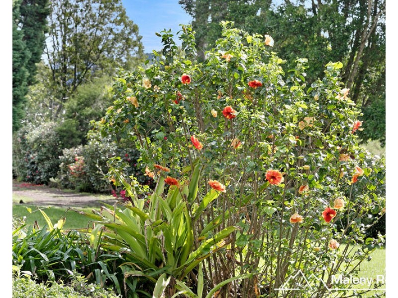 56 Watson Lane, Reesville QLD 4552