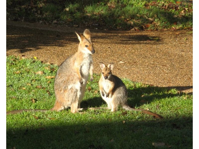 184 Reesville Road, Reesville QLD 4552