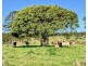 539-605 Bellthorpe West Road, Bellthorpe QLD 4514