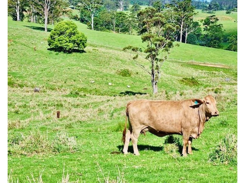 539-605 Bellthorpe West Road, Bellthorpe QLD 4514