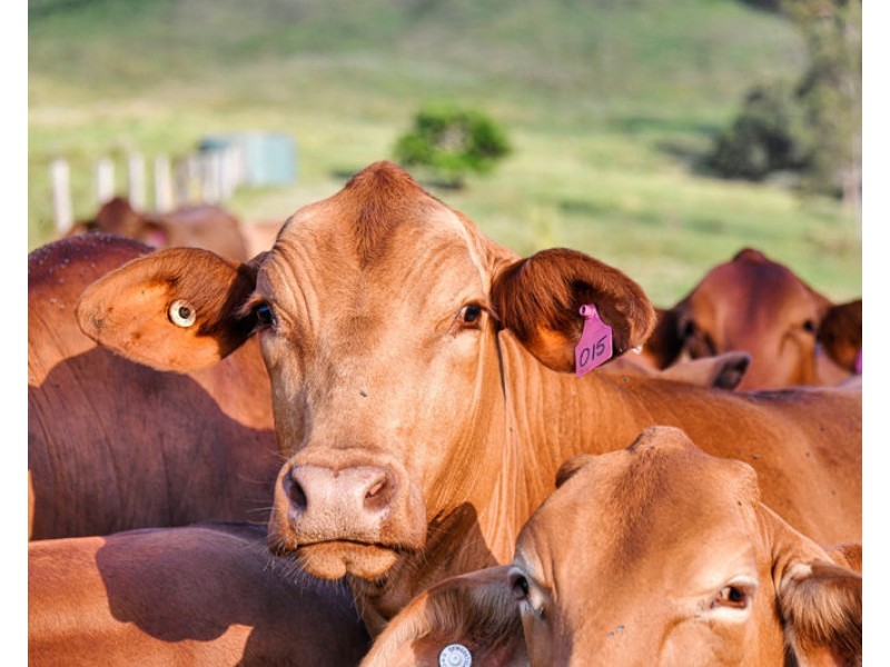 922 Eastern Mary River Road, Cambroon QLD 4552