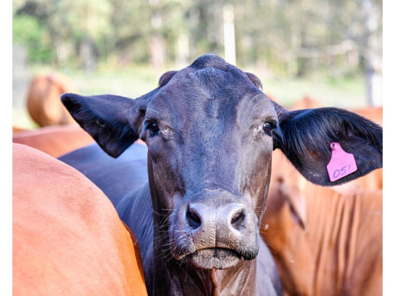 922 Eastern Mary River Road, Cambroon QLD 4552