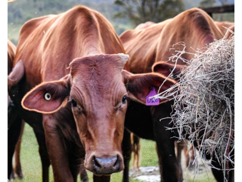 922 Eastern Mary River Road, Cambroon QLD 4552