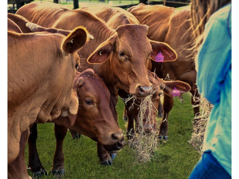 922 Eastern Mary River Road, Cambroon QLD 4552