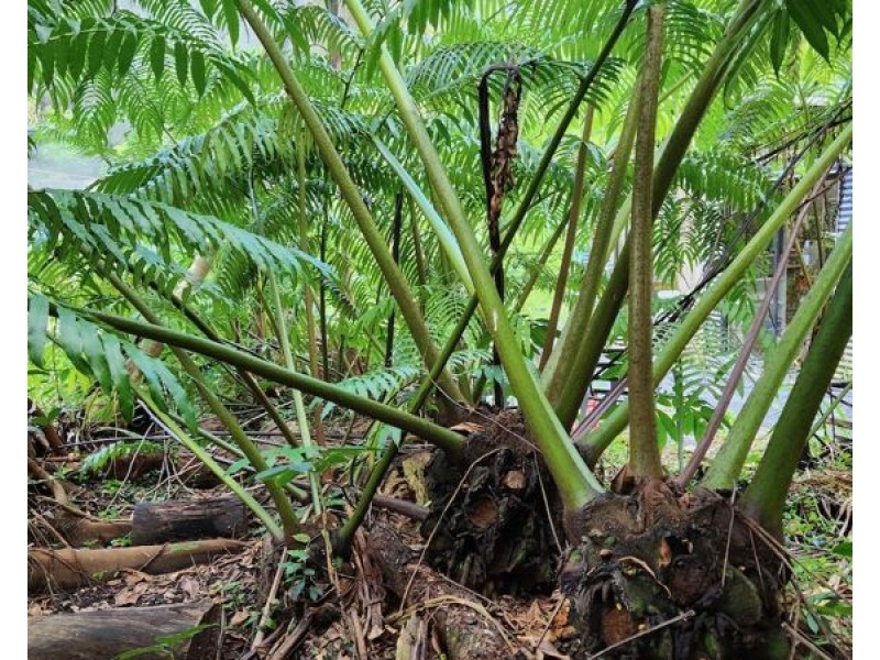 3 Shady Lane, Diamond Valley QLD 4553