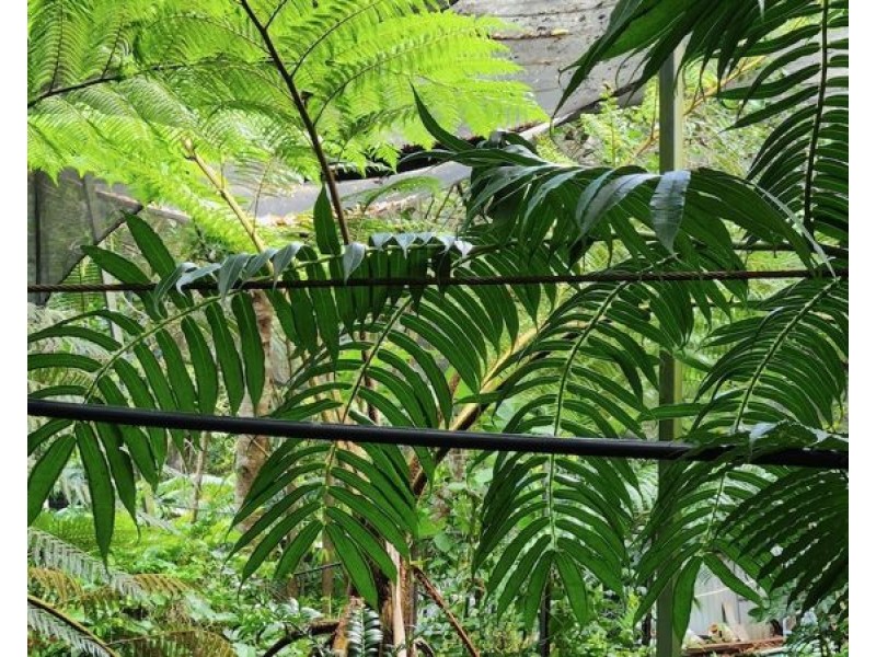 3 Shady Lane, Diamond Valley QLD 4553