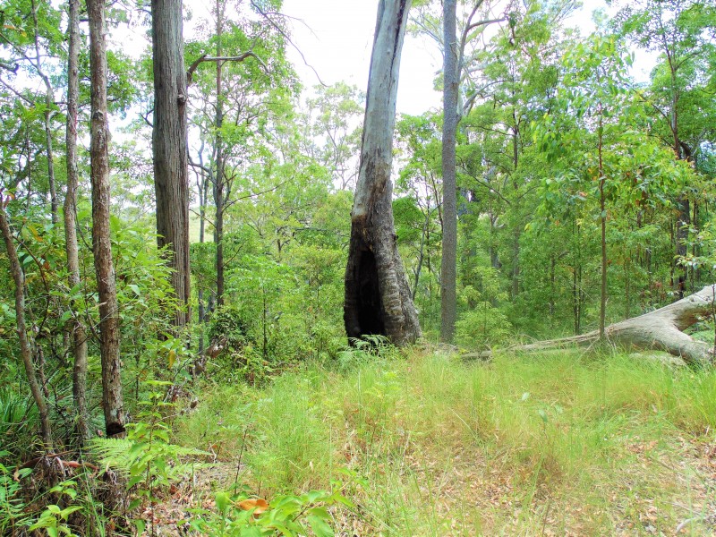 187 Burtons Road, Bridges QLD 4561