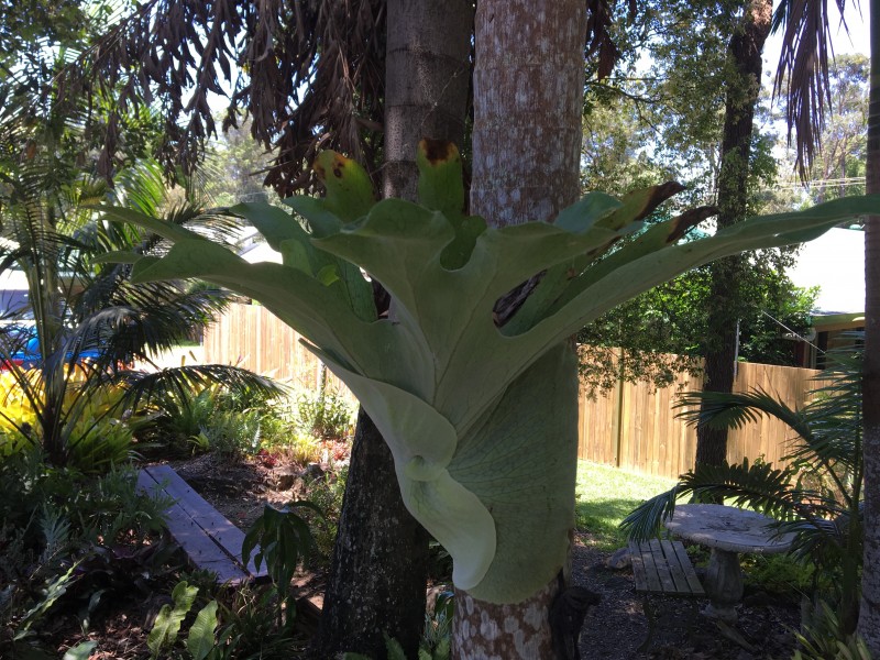 21 WAPPA FALLS ROAD, Yandina QLD 4561