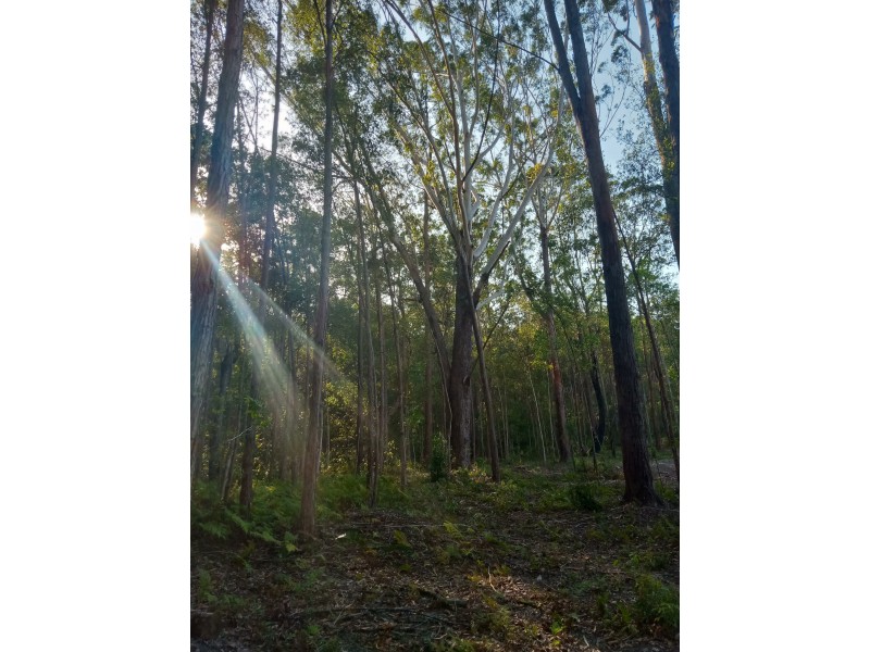 Yandina QLD 4561