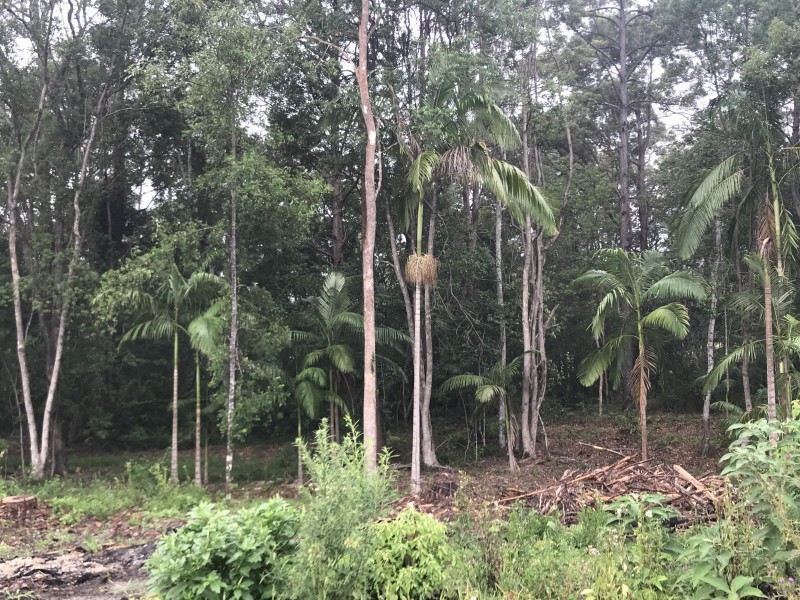 Yandina QLD 4561