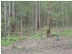 Yandina QLD 4561