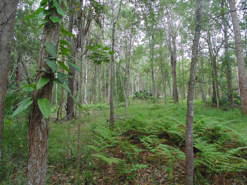 Yandina QLD 4561