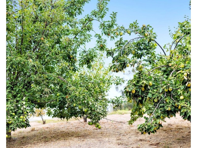 123 Oakwood Road, Oakbank SA 5243