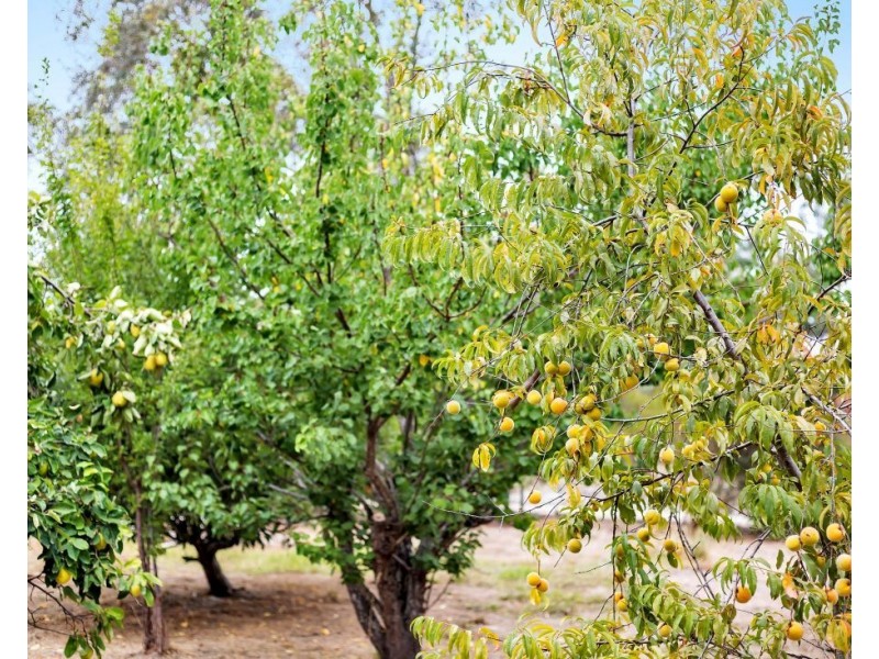 123 Oakwood Road, Oakbank SA 5243