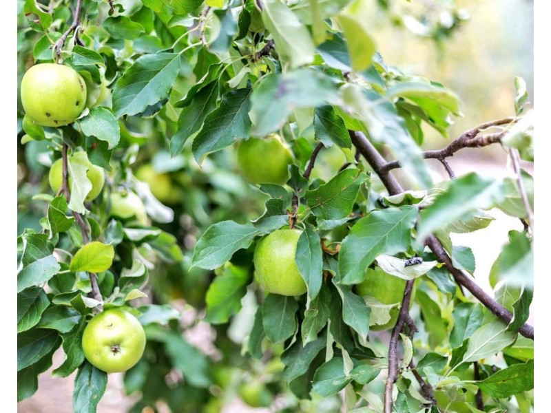 123 Oakwood Road, Oakbank SA 5243