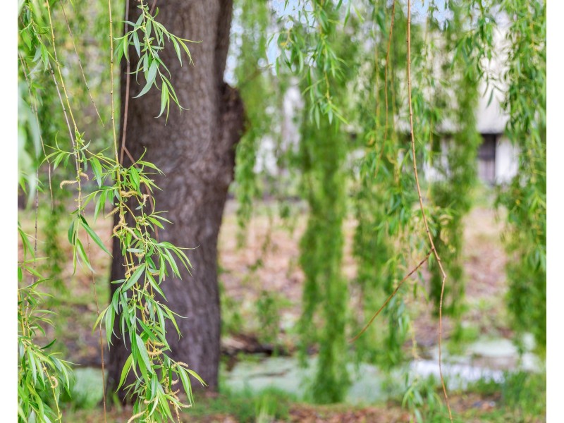 4-6 Victoria Street, Hahndorf SA 5245