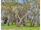 21 Jeffrey Street, Lobethal SA 5241